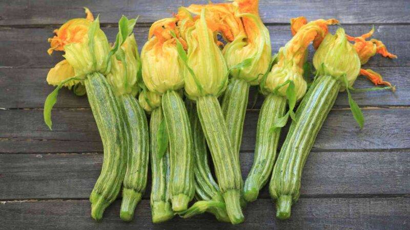 scarpaccia camaiorese torta salata a base di zucchine