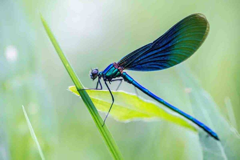 Libellula blu