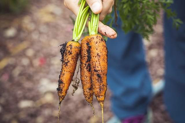 Come conservare le carote