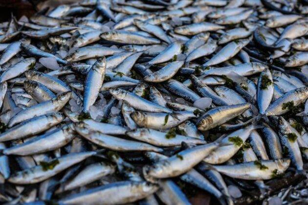 Cosa Succede Se Congelo Il Pesce Decongelato