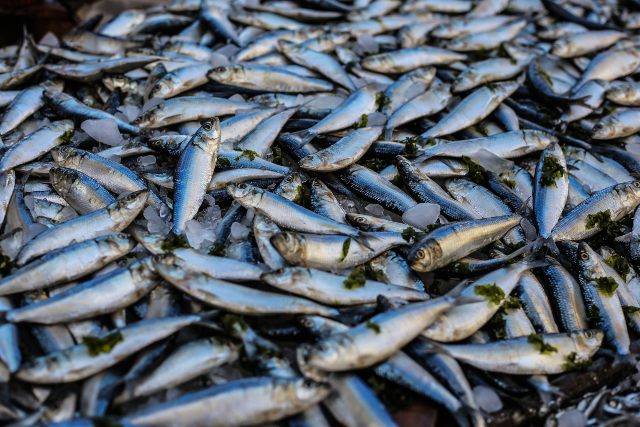 Pesce: per quanto tempo può essere congelato? Trucchi e consigli