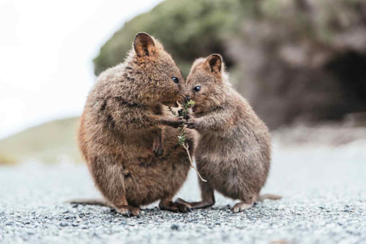 Il Quokka Curiosit Sul Piccolo Animale Sempre Felice
