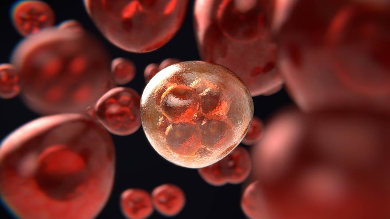test dna fetale cosa vede