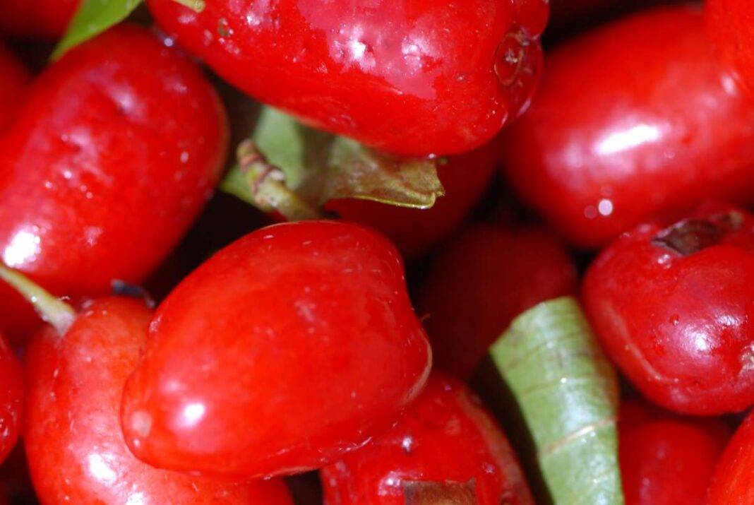 Corniolo proprietà, benefici, controindicazioni e come mangiarlo