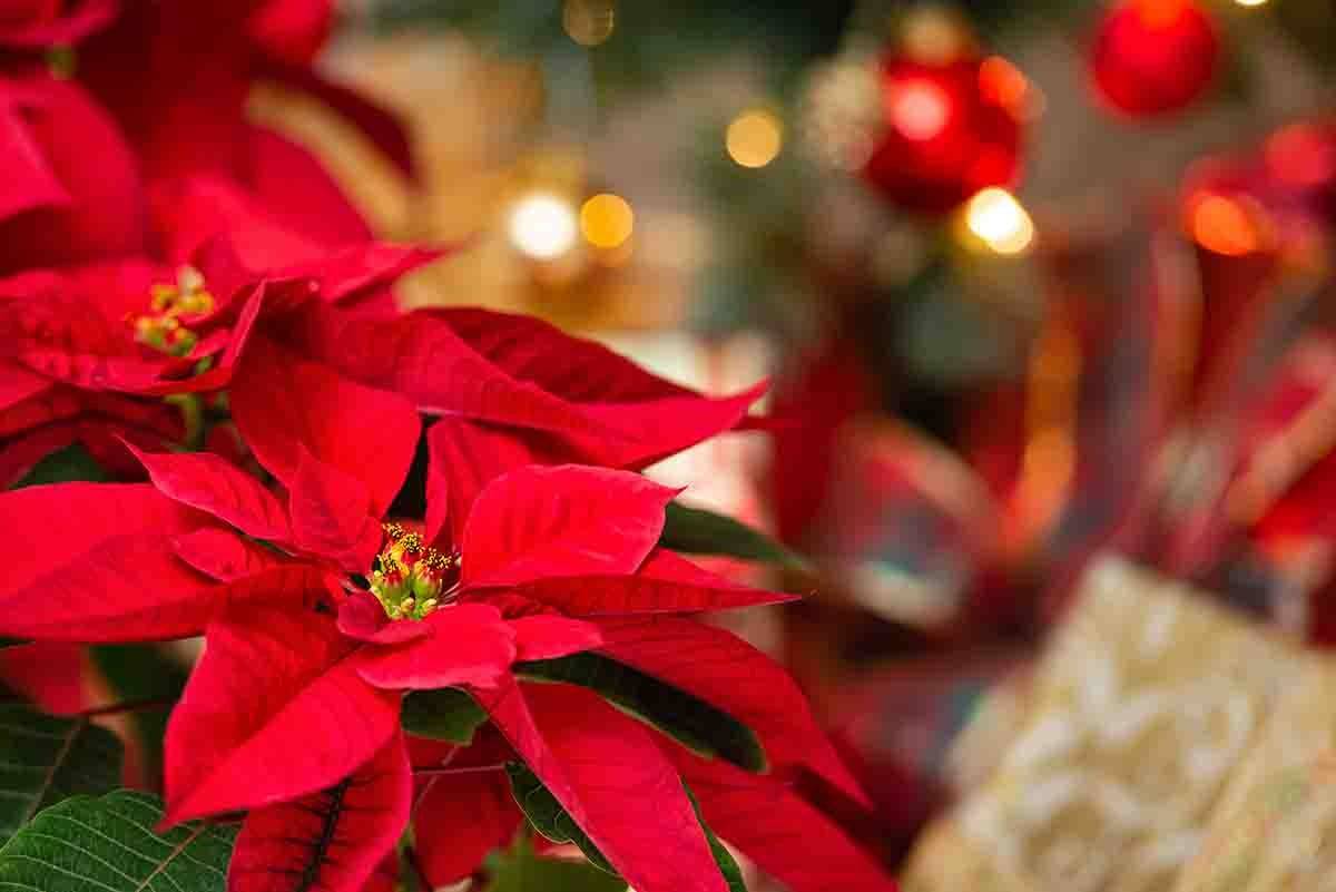 Come Salvare La Stella Di Natale Dopo Le Feste