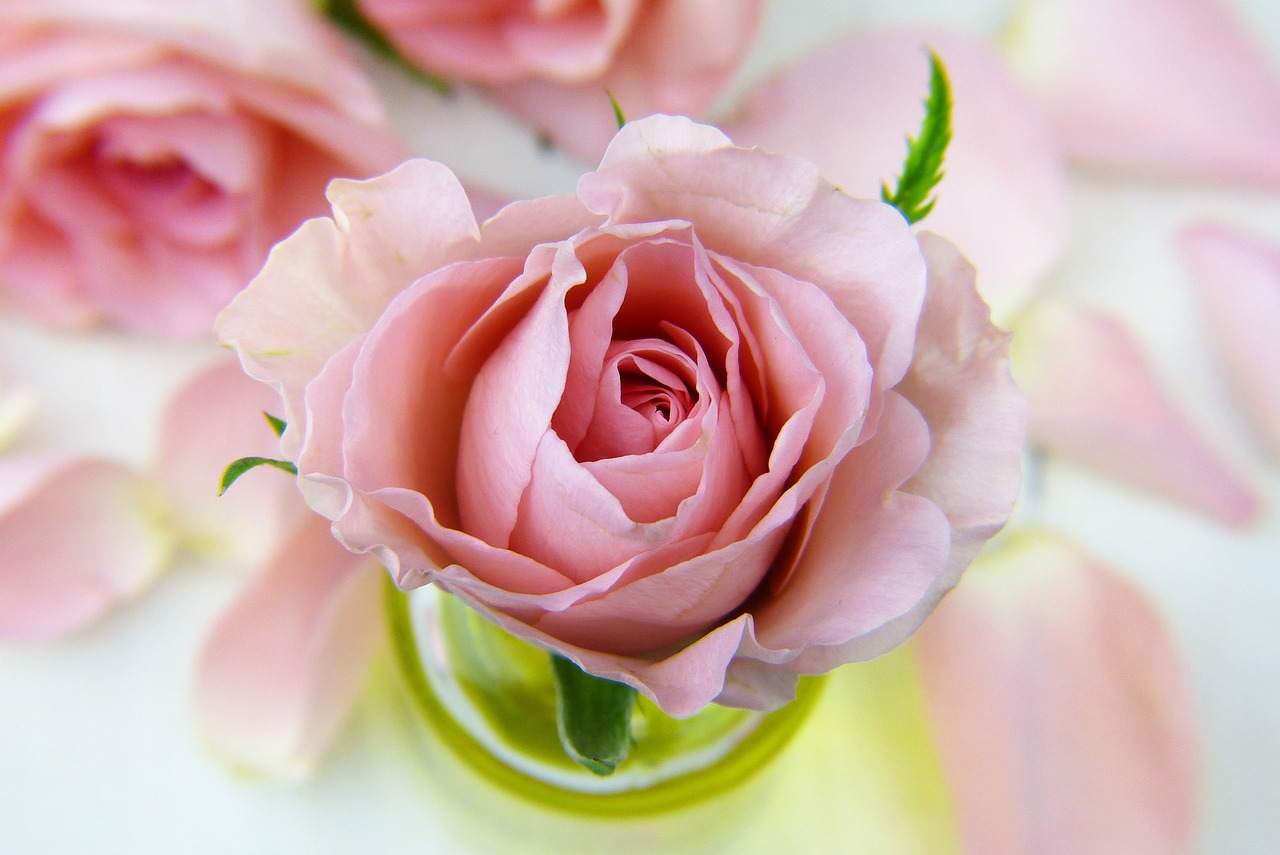 rosa fiore 