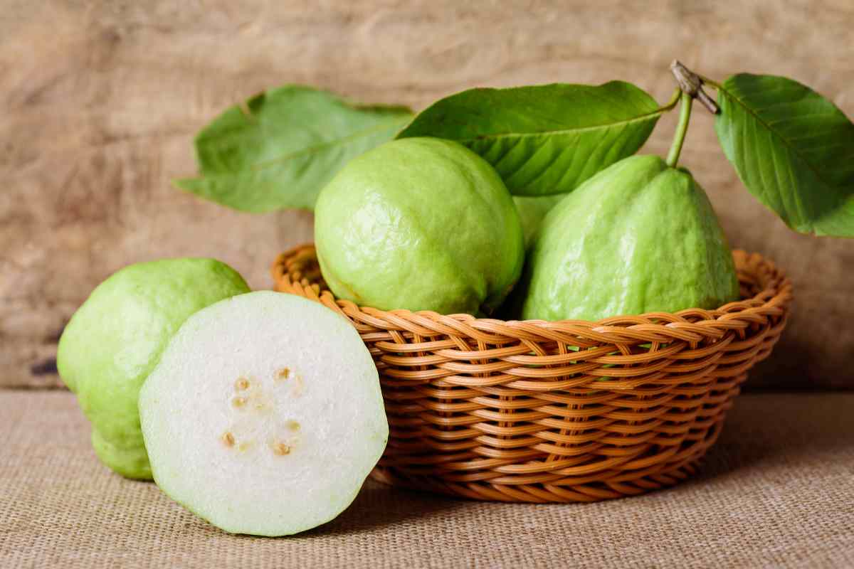 guava