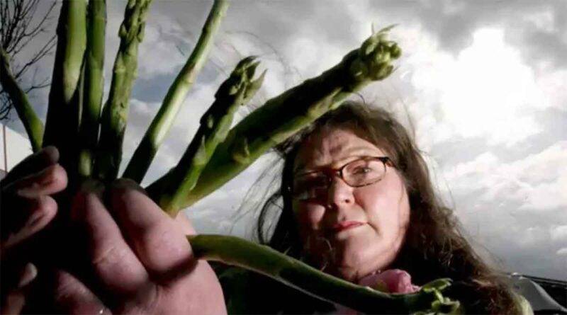 lady asparagus