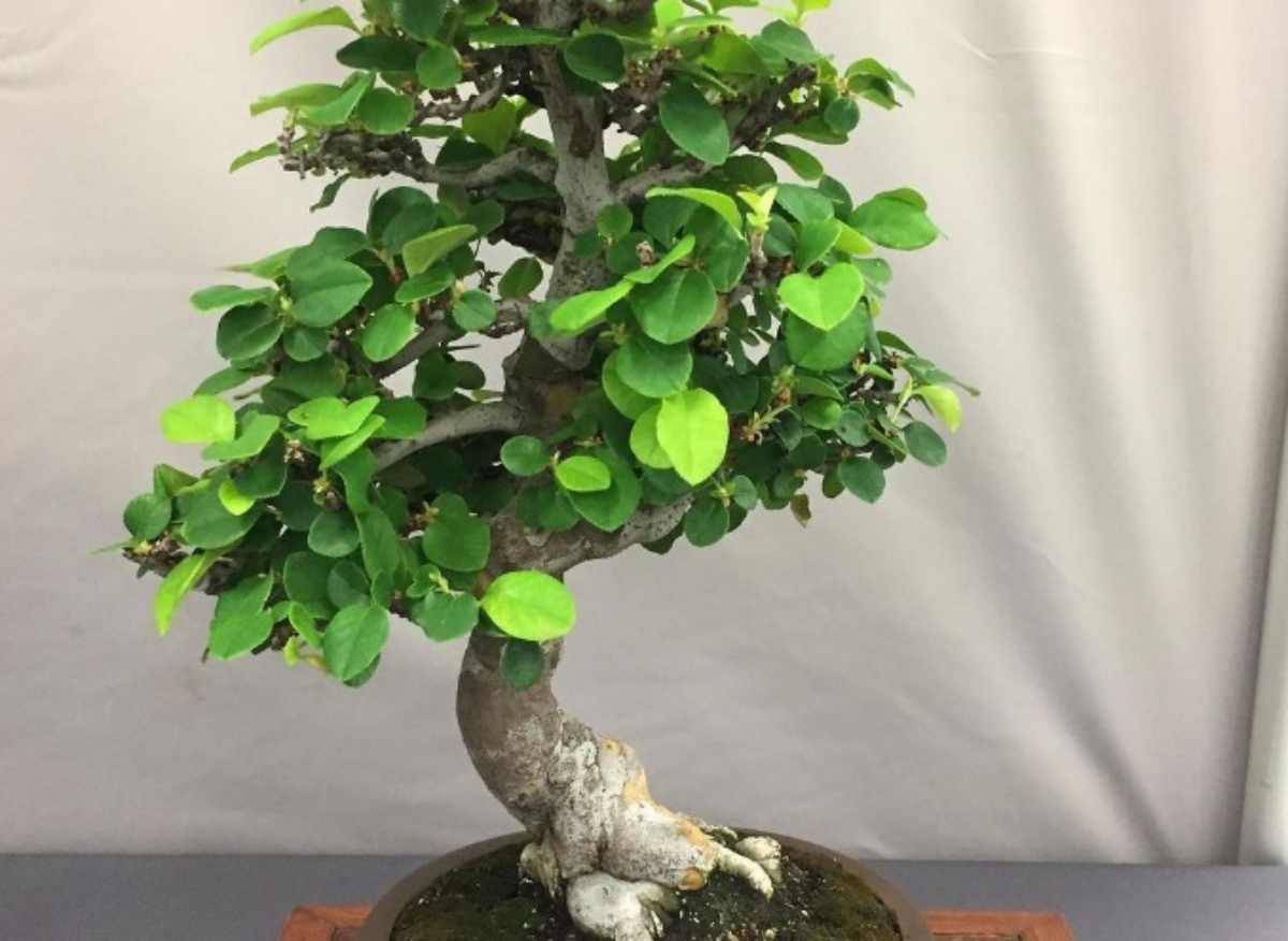 bonsai