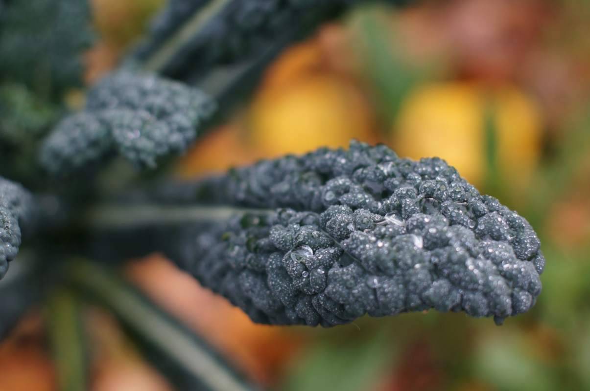 cavolo nero