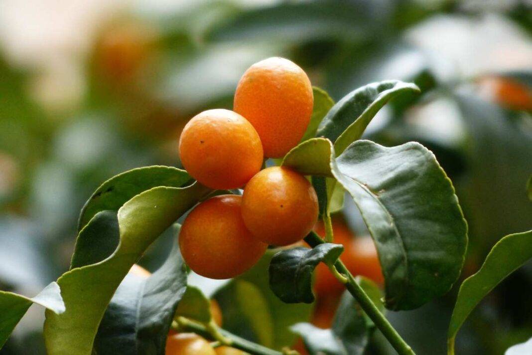 Kumquat proprietà, benefici, controndicazioni e come usarlo