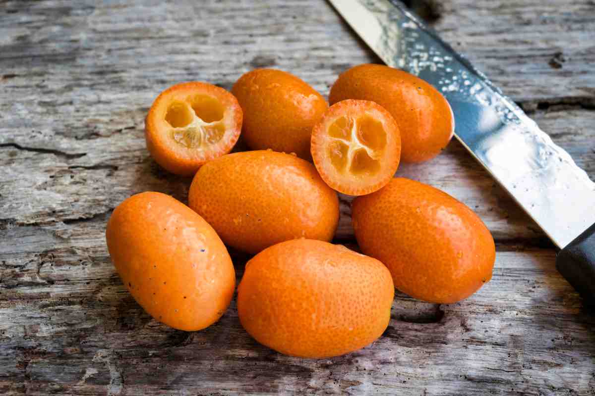 kumquat