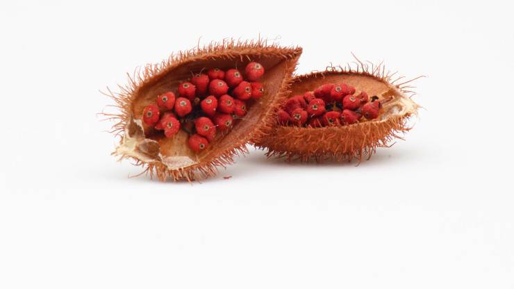 annatto