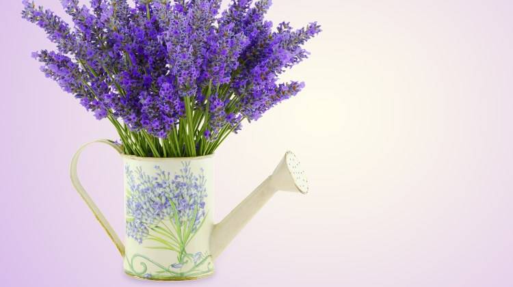 lavanda