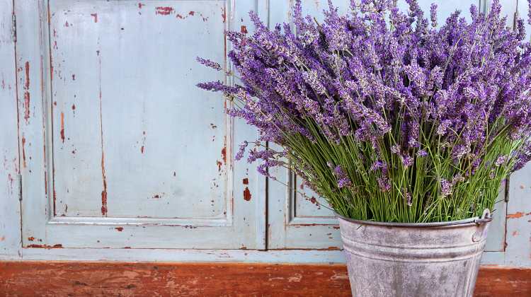 lavanda