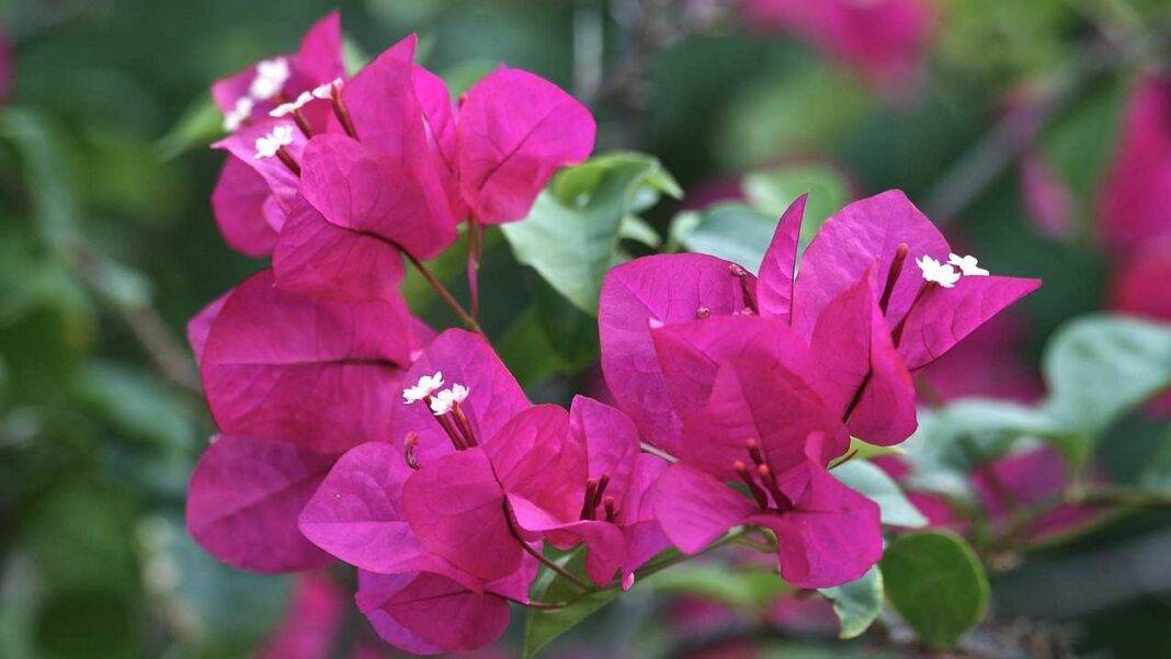 I trucchi per coltivare bene una bouganville in vaso