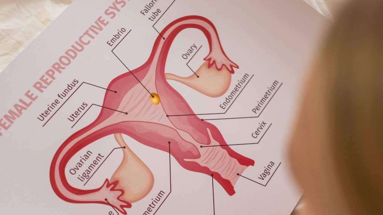 struttura vagina