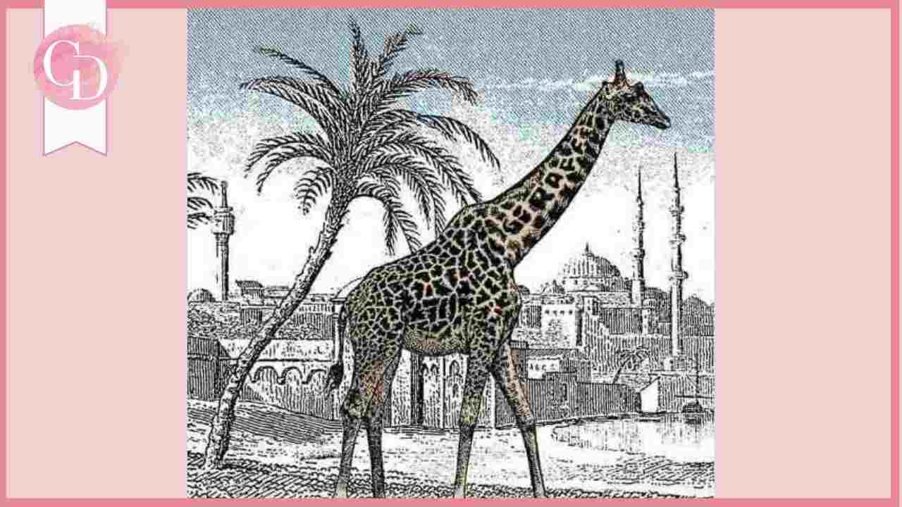 test della giraffa