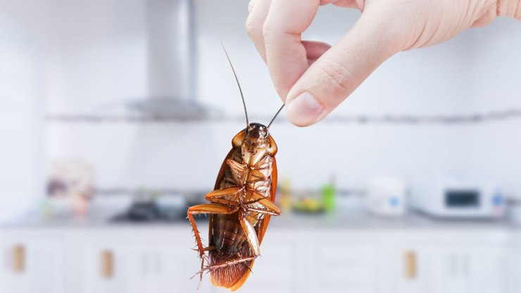 scarafaggi in cucina