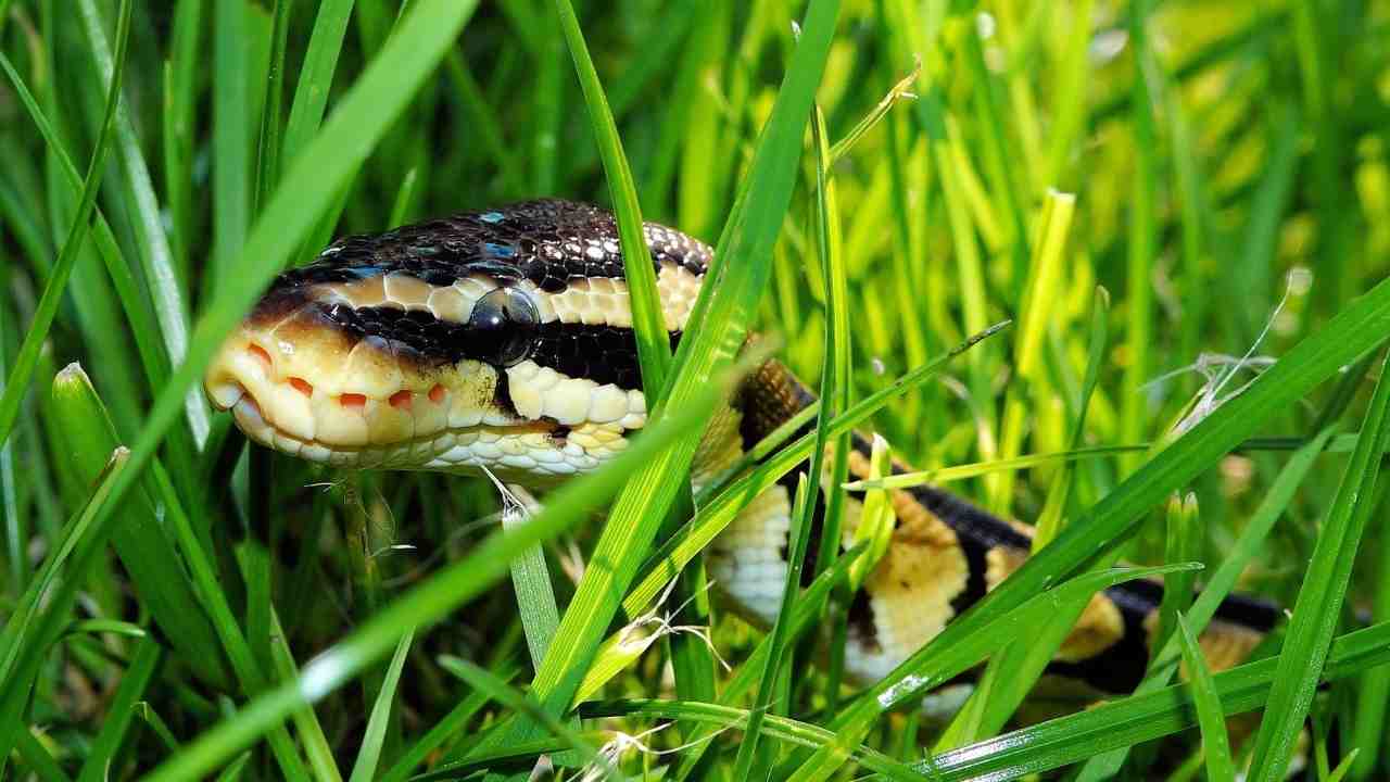 vipere e serpenti lontani dal tuo giardino con un semplice trucco