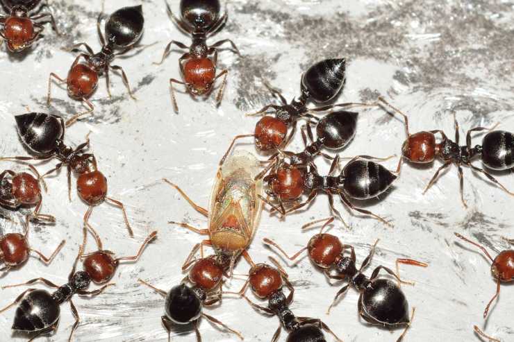 Come cacciare le formiche