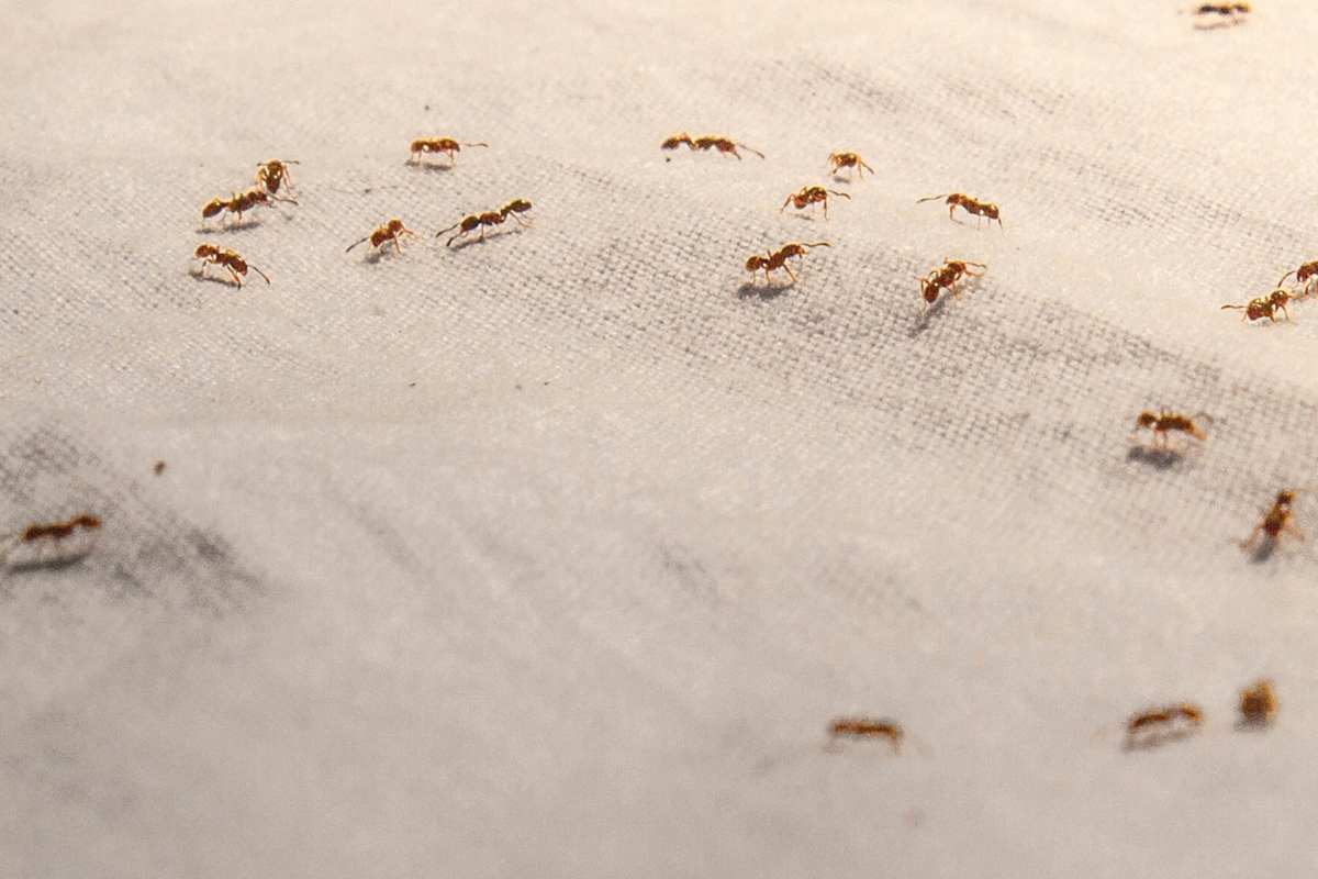 Rimedio contro le formiche in casa 