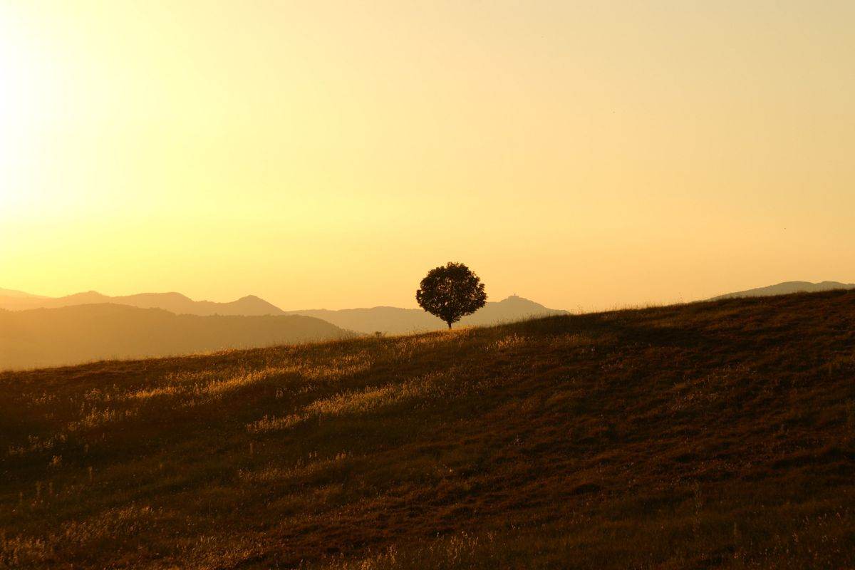 Tramonto con albero in solitaria