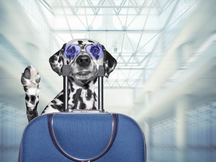 cane con valigia ed occhiali da sole 