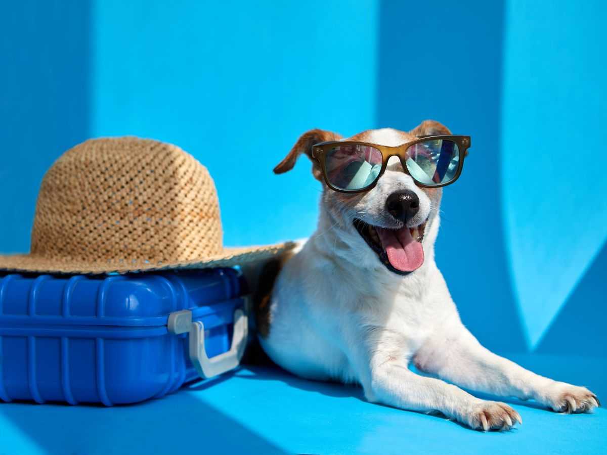 cane con valigia vicino 