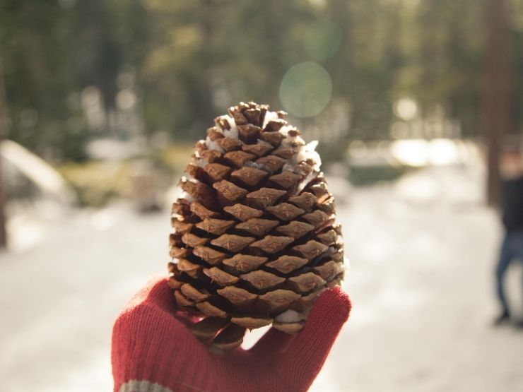 inverno mano con guanto che tiene pigna congelata