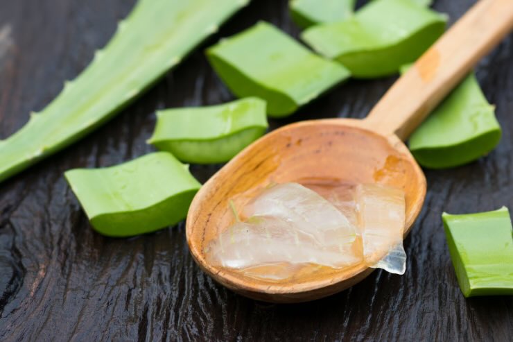 aloe vera