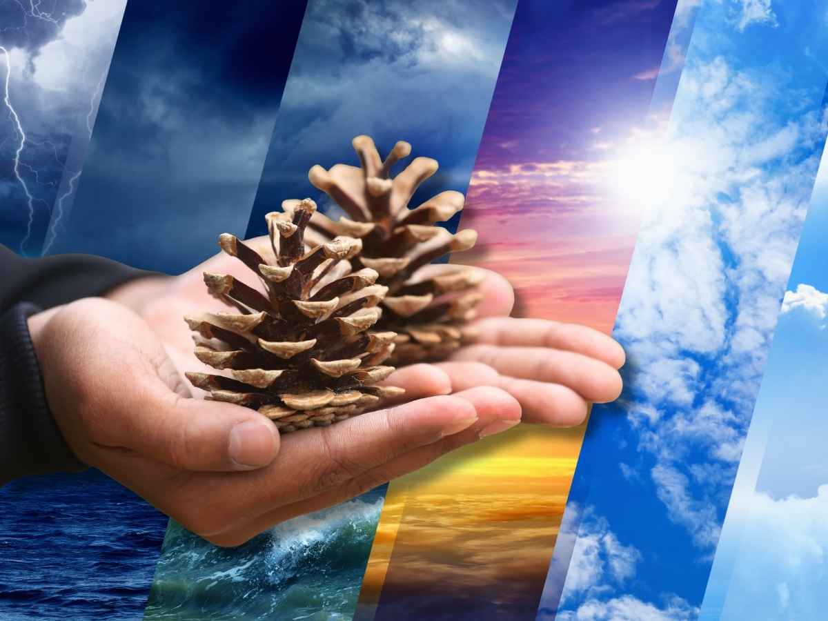 sfondo meteo, primo piano di mano con pigna
