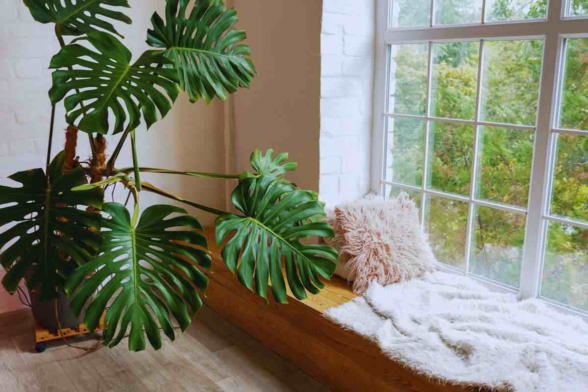 Una pianta Monstera posta a lato di una finestra