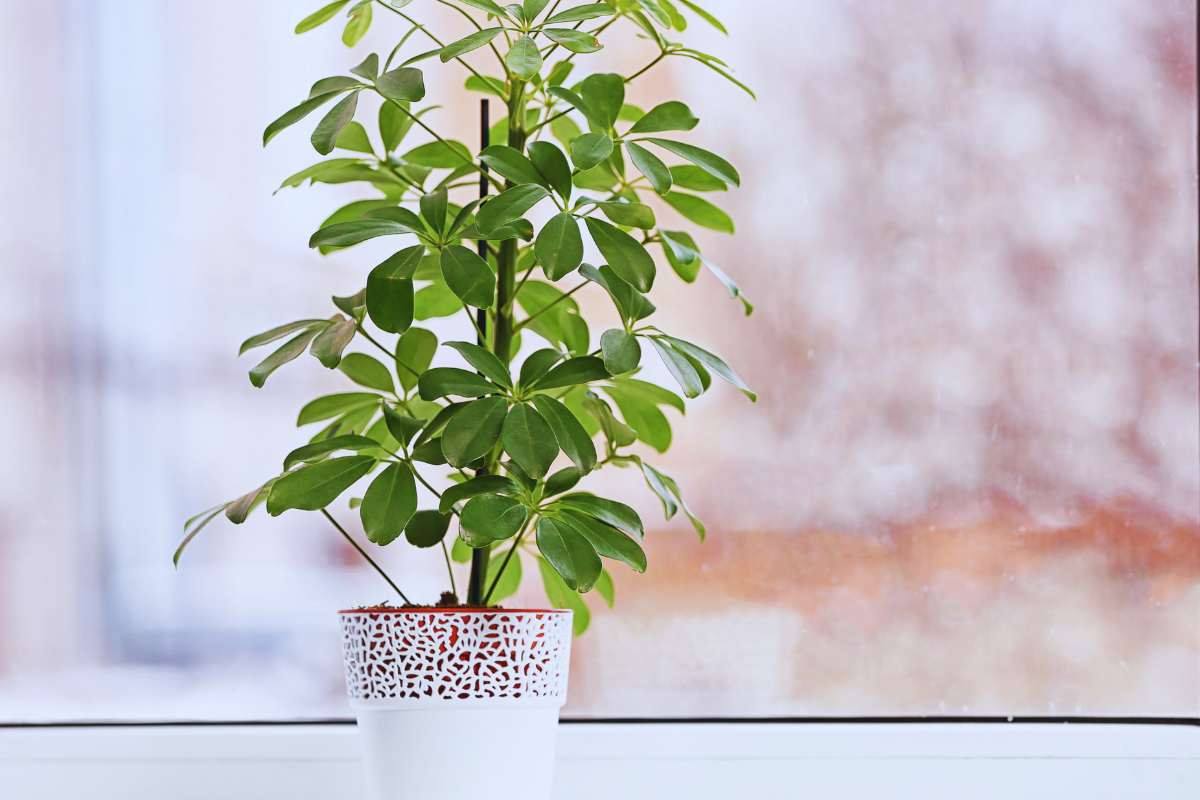 Schefflera in vaso