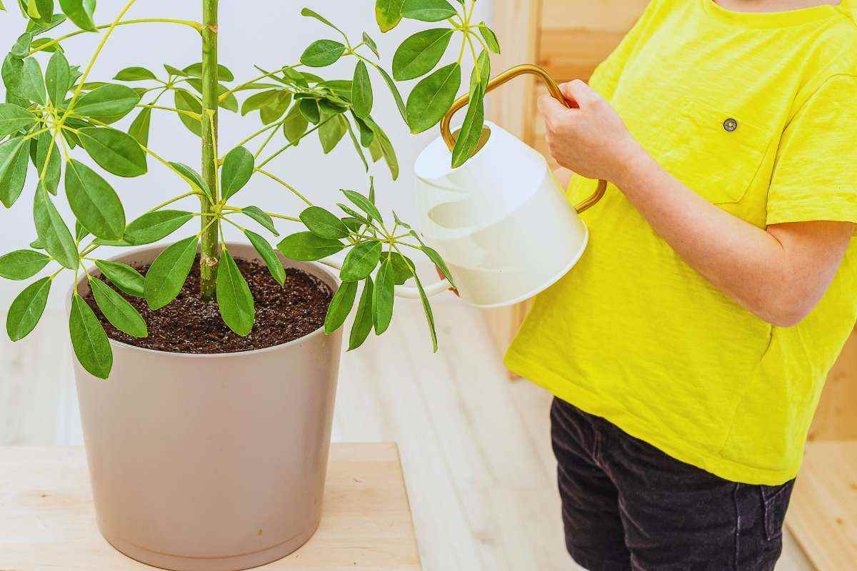 Una Schefflera che viene annaffiata 