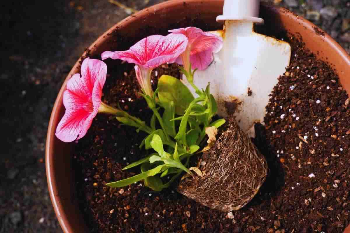 Pianta con fiore rosa dentro ad un vaso pronta per essere rinvasata con sotto di lei una piccola vanga