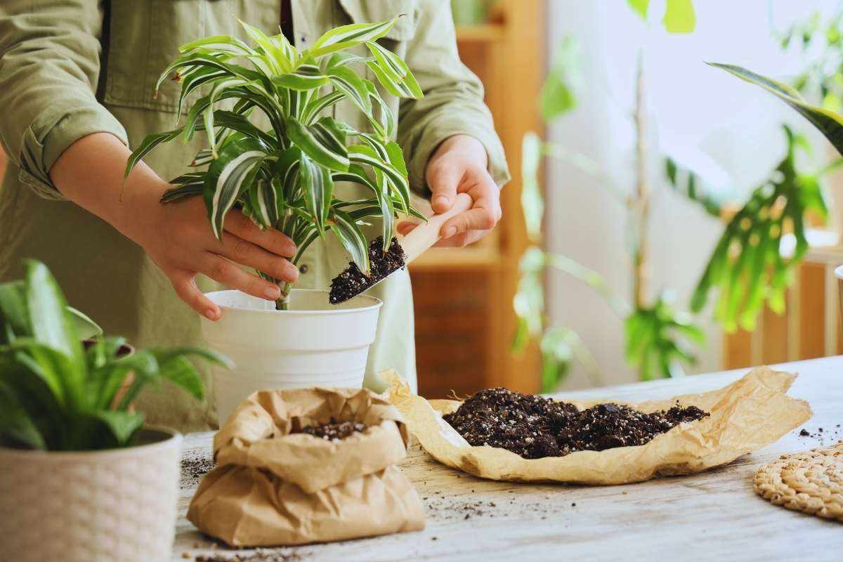 Uomo con in mano una pianta che lavora con della terra e dei sacchetti di juta per rinvasare