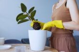 donna con guanti gialli che rinvasa una pianta in un vaso bianco