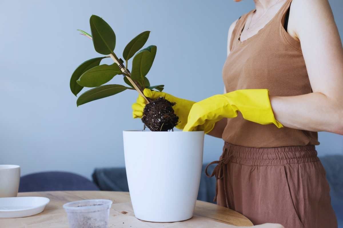 donna con guanti gialli che rinvasa una pianta in un vaso bianco