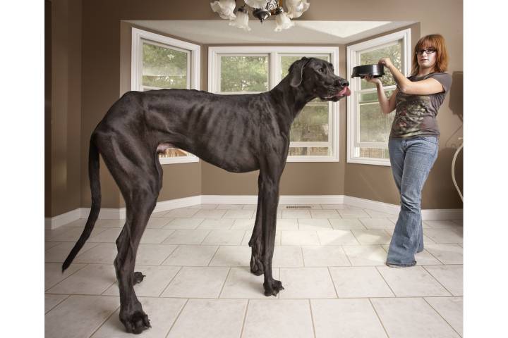 Il Cane Più Grande Del Mondo 2020